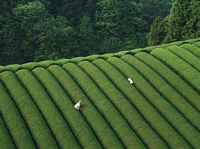 日本抹茶組合優惠🍃Japan matcha set(活動贈限量茶篩)⚠️預購