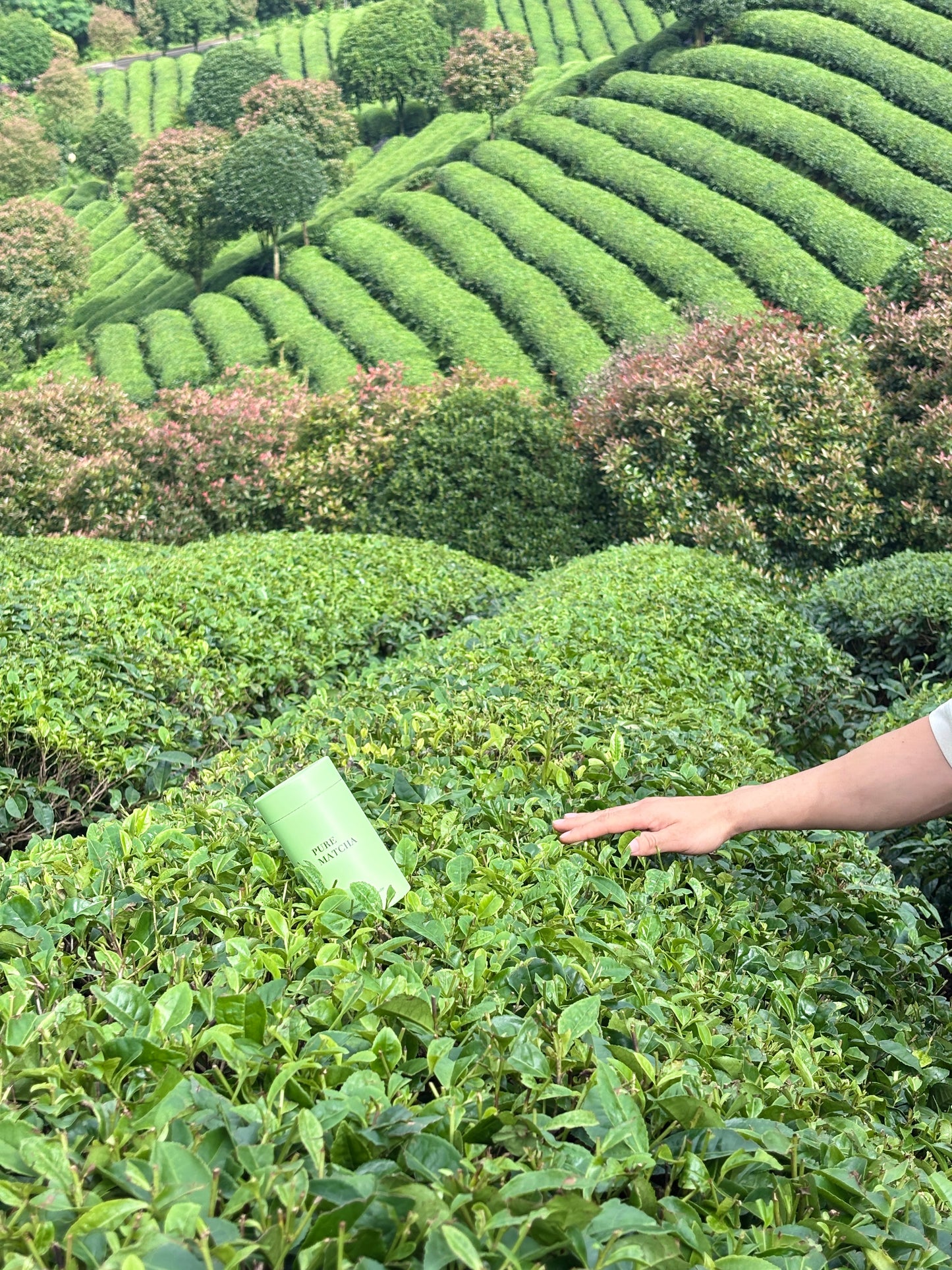 Premium ceremonial Matcha 特級茶道抹茶